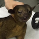 Image for article titled 99-Year-Old Lady Wakes Up to Find a Kinkajou Chilling on Her Chest, Like, 'Hey, Girl'